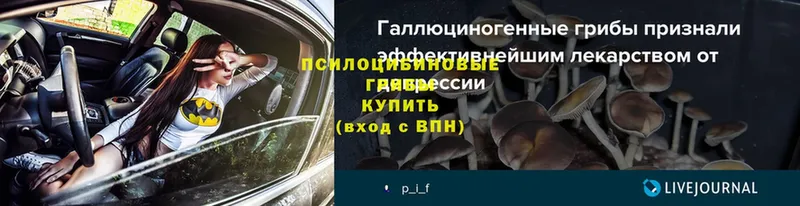 Псилоцибиновые грибы Psilocybe  сколько стоит  Суровикино 